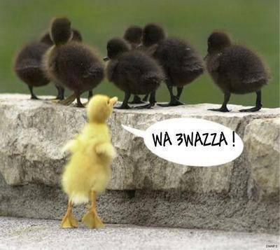 wa l3zawa
